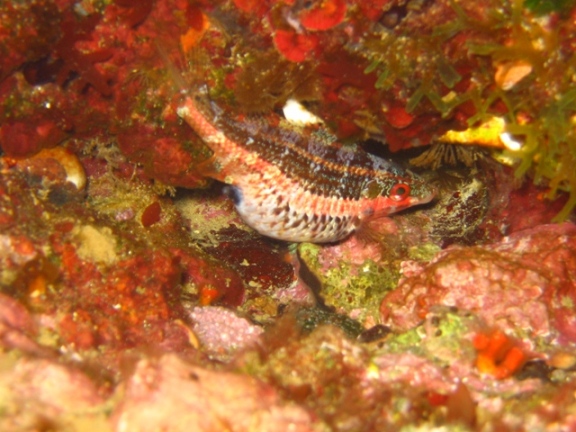 Symphodus doderleini